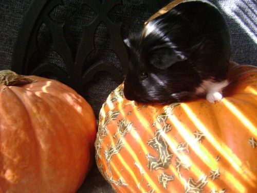 Rachel E Smith guinea pig Snorri