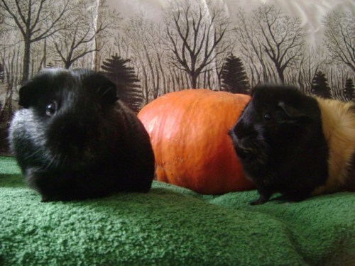Rachel E Smith guinea pigs Salem and Hen Wen