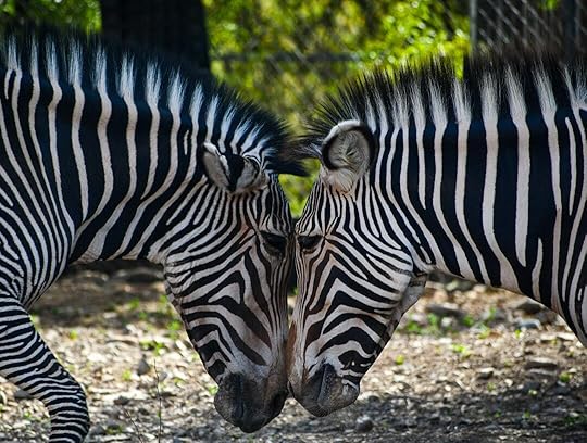 A couple of zebra standing next to each other