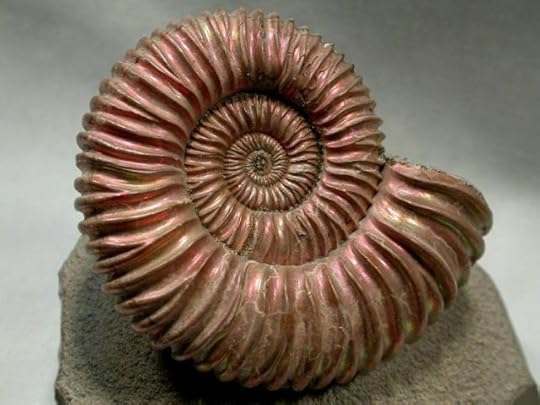 photo of a large ammonite
