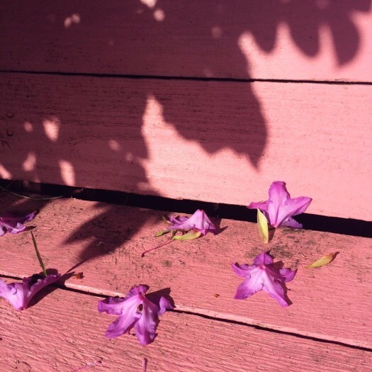 crying while writing: Rhododendron flowers on the pink bench