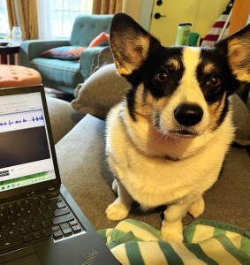 A black and white dog staring at the camera next to an open laptop