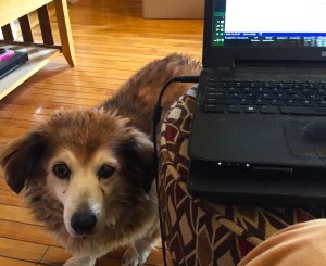 A small brown dog staring up at the camera, an open laptop in the foreground.