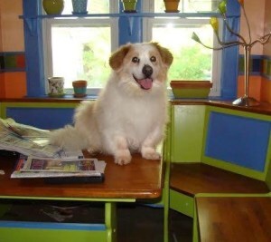 A fuzzy white dog sitting on a kitchen table with a happy look on his face