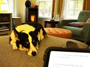 a black and white dog sleeping with a fire in the background