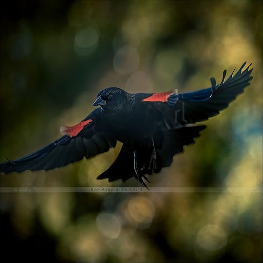 A Red-Winged Blackbird mid-flight with fall leaves in the background, wings spread wide