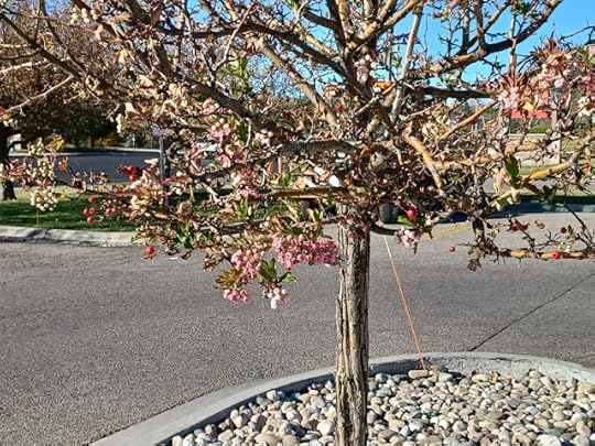 crabapple with both flowers and frut