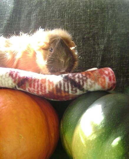 Rachel E Smith guinea pig Ozma