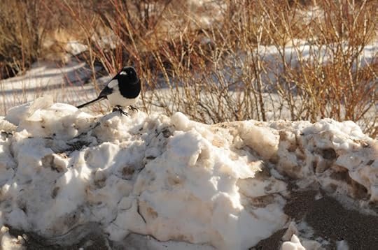 magpie in Rocky Mountain National Park