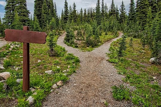 photo of pathway surrounded by fir trees