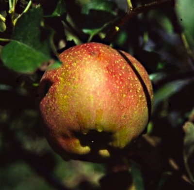 Homegrown Spitzenberg apple