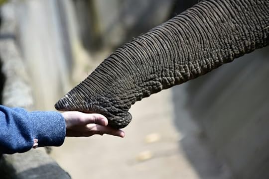 A child's hand gently touching the trunk of an elephant.