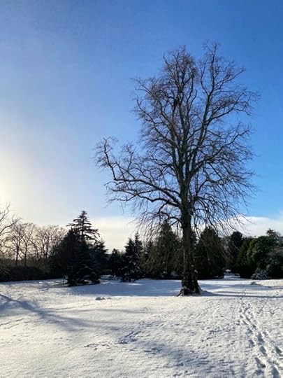 Hazlehead Park in Aberdeen, Scotland - snow and tree