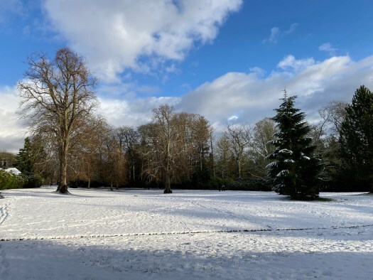 A line of trees in the snow at Hazlehead Park in Aberdeen, Scotland
