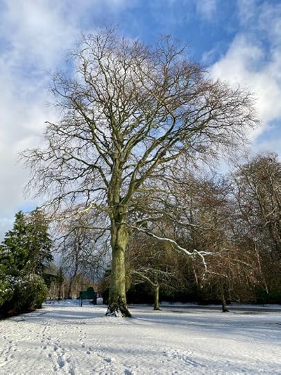large tree, naked for winter, in the snow at Hazlehead Park in Aberdeen, Scotland
