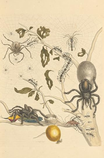 A beautifully colored sketch of spiders. 