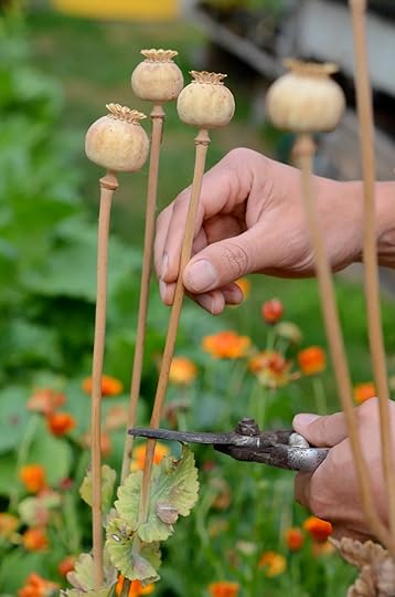 Harvesting poppy seed