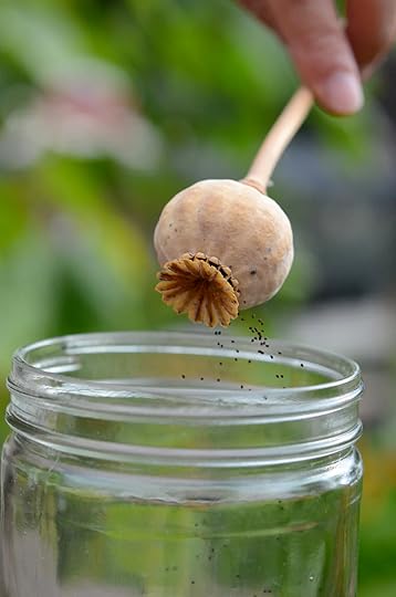 Harvesting poppy seed into a jar