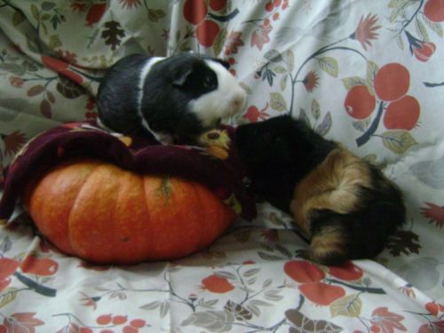 Rachel E Smith guinea pigs Thorfinnur, Hen Wen