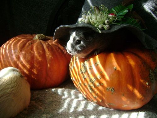 Rachel E Smith guinea pigs Dagmar & Camille