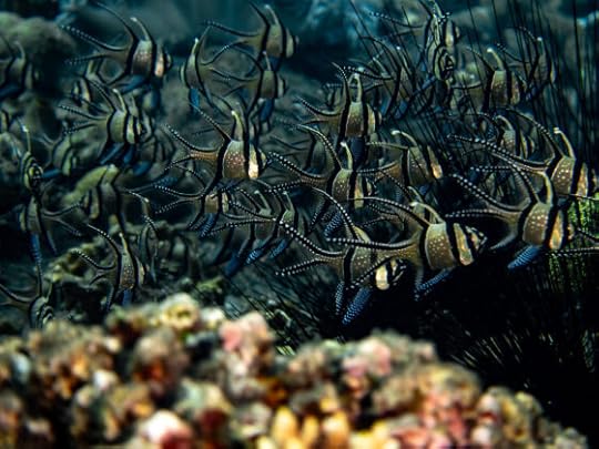Snorkelling in the Lembeh Strait in June/July