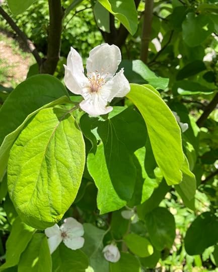 quinch flower in Deborah Cooke's garden, 2025