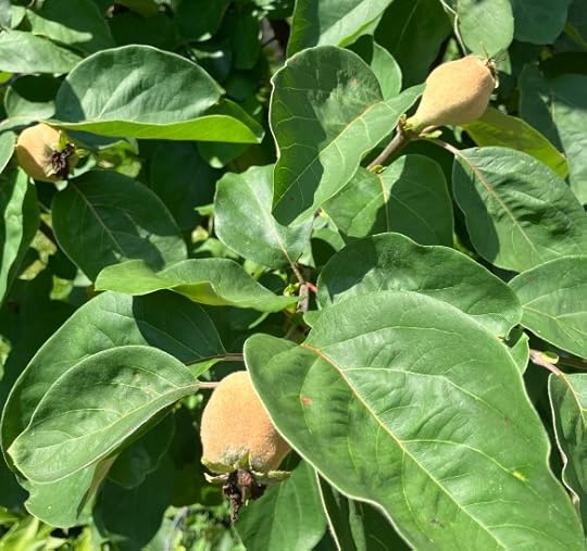 quinces growing in Deborah Cooke's garden, July 2025