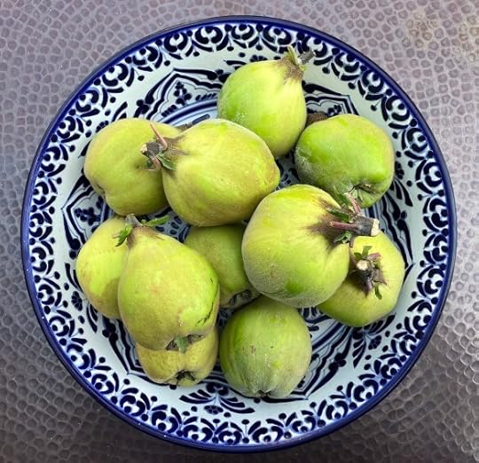 the first 12 quinces from Deborah Cooke's tree, 2025