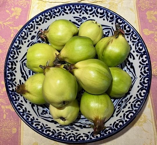 the first 12 quinces from Deborah Cooke's tree, 2025, fuzz removed