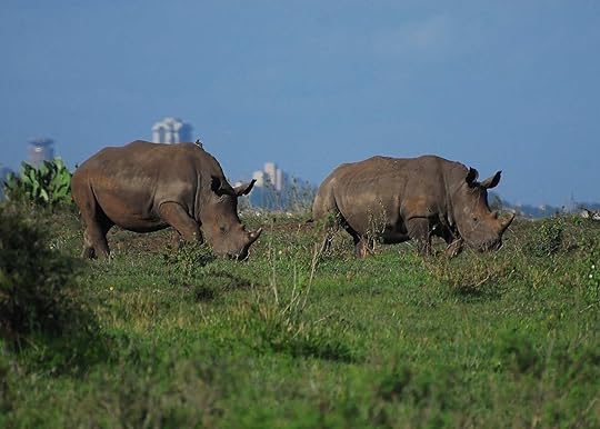 Rhinos at Nairobi National Park, Kenya