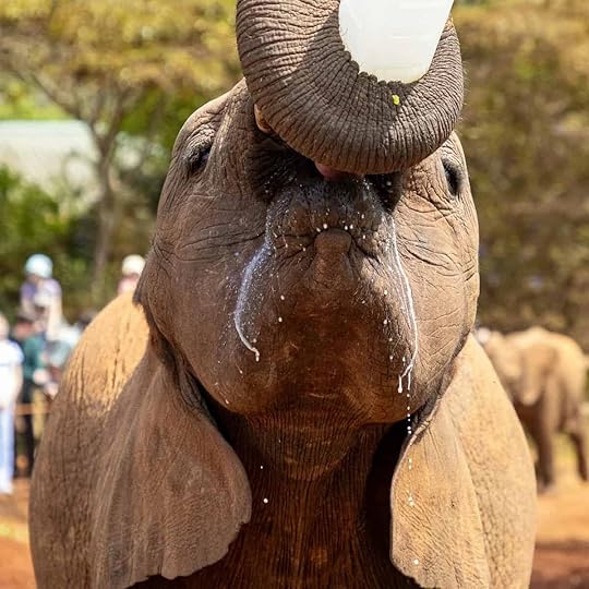 Visit the David Sheldrick Wildlife Trust during your day trip in Nairobi, Kenya