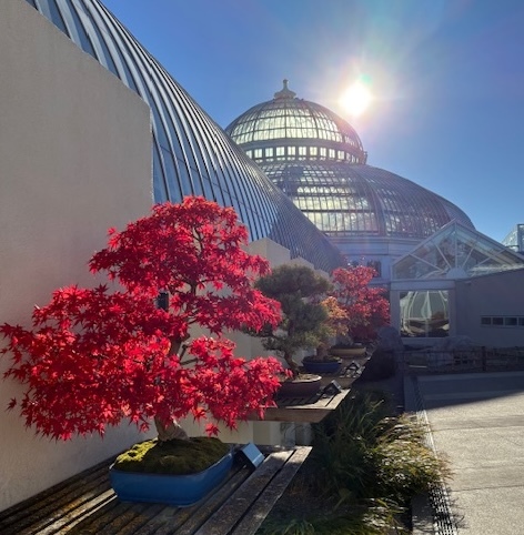 The bonsai collection at the Marjorie McNeely Conservatory in St. Paul, with the weak November sun at its mid-day height. The tiny trees are sporting fall colors.