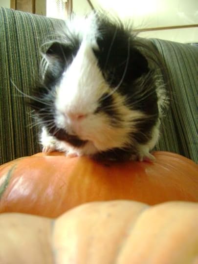 Rachel E Smith guinea pig Finny