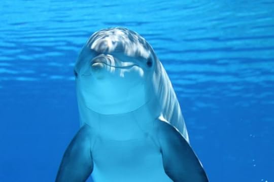 Photo of the upper body (from head to pectoral fins) of an underwater bottlenose dolphin, gazing at something (or someone) out of frame.