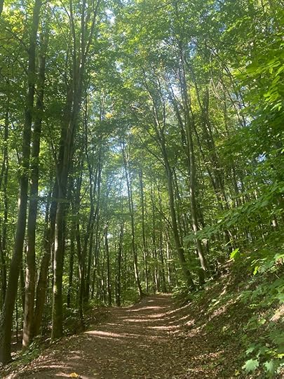 Pathway in the woods