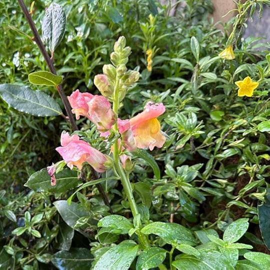 salmony-pink snapdragon, bedewed with raindrops, looking fresh against a background of wet green leaves and a single yellow flower