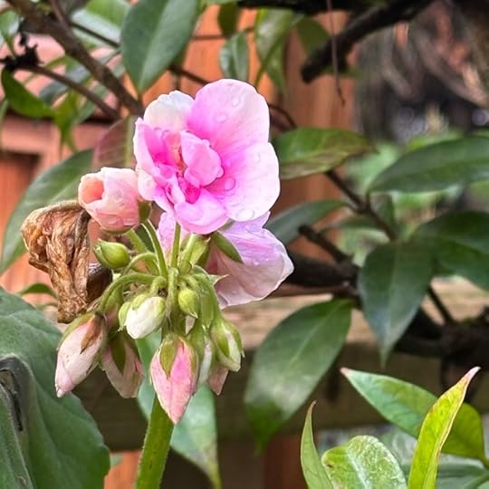 A a rain-wet geranium partially opened, glowing pink and fresh