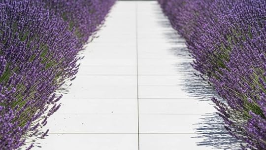 porcelain squares bordered by lavender