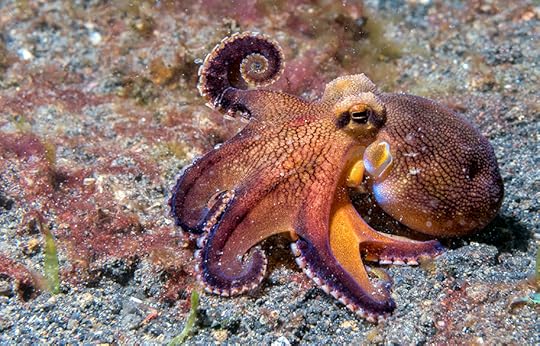 octopus-in-the-ocean