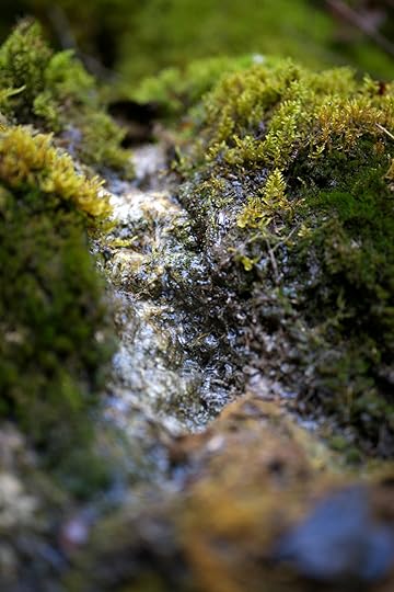 a close up of moss growing on a rock