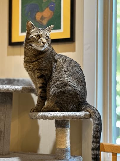 A large tabby cat in his prime, sitting on a cat tree and looking rather melancholy
