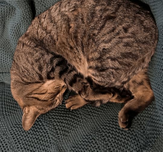 Large mature tabby cat curled up asleep on a green blanket
