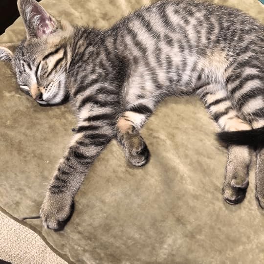 Young and very stripey tabby cat asleep on a cushion
