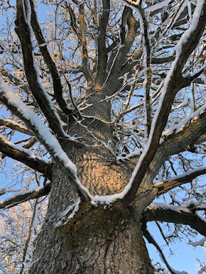 SnowTree-nannenyander.se