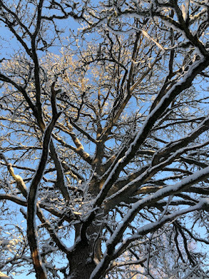 SnowTree-nannenyander.se