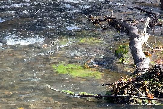 Wilson River Trail Hike & Tillamook Forestry Center