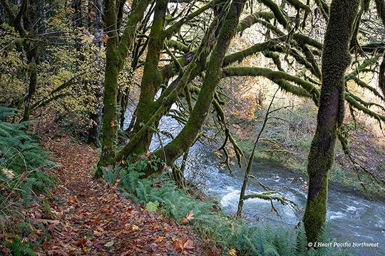 Wilson River Trail Hike & Tillamook Forestry Center