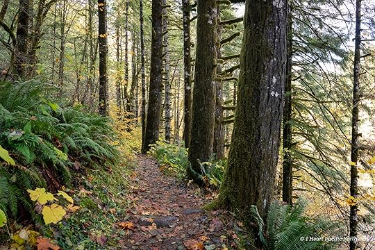 Wilson River Trail Hike & Tillamook Forestry Center