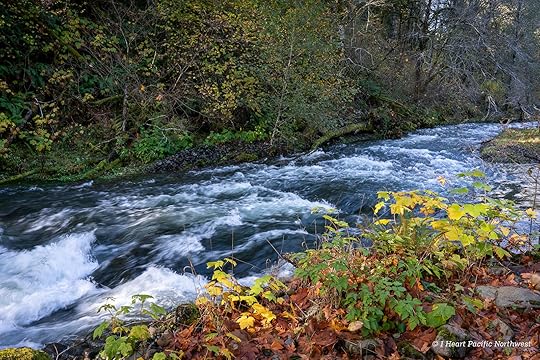 Wilson River Trail Hike & Tillamook Forestry Center