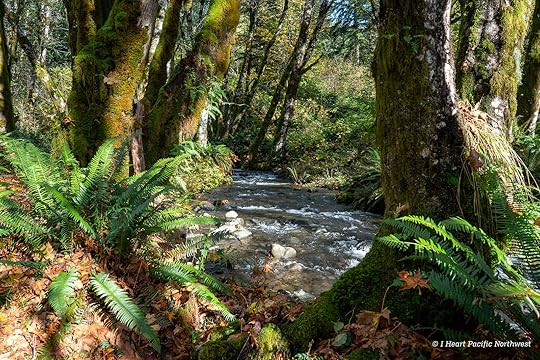 Wilson River Trail Hike & Tillamook Forestry Center
